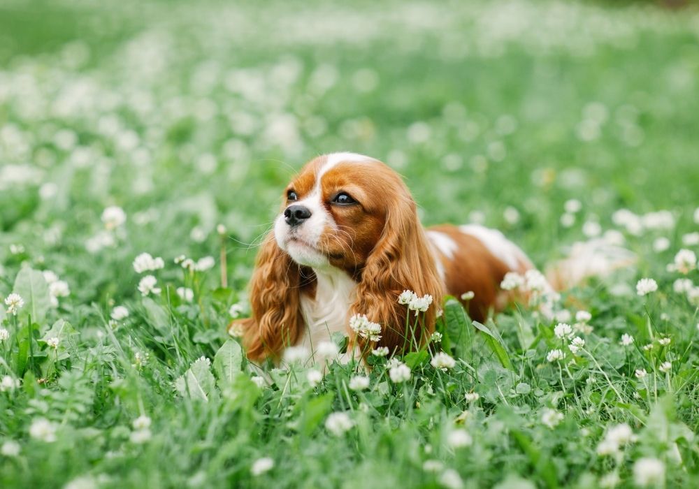 What Are The Cutest Dog Breeds? Top 6 Choices: #2 Cavalier King Charles