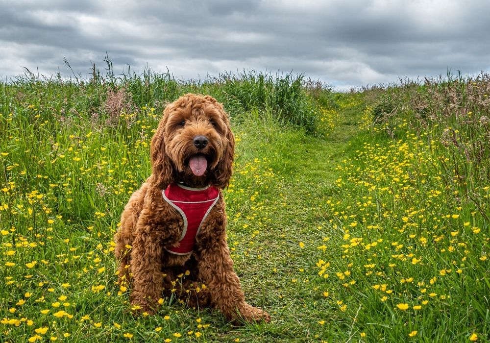 What Are The Cutest Dog Breeds? Top 6 Choices: #6 cockapoo