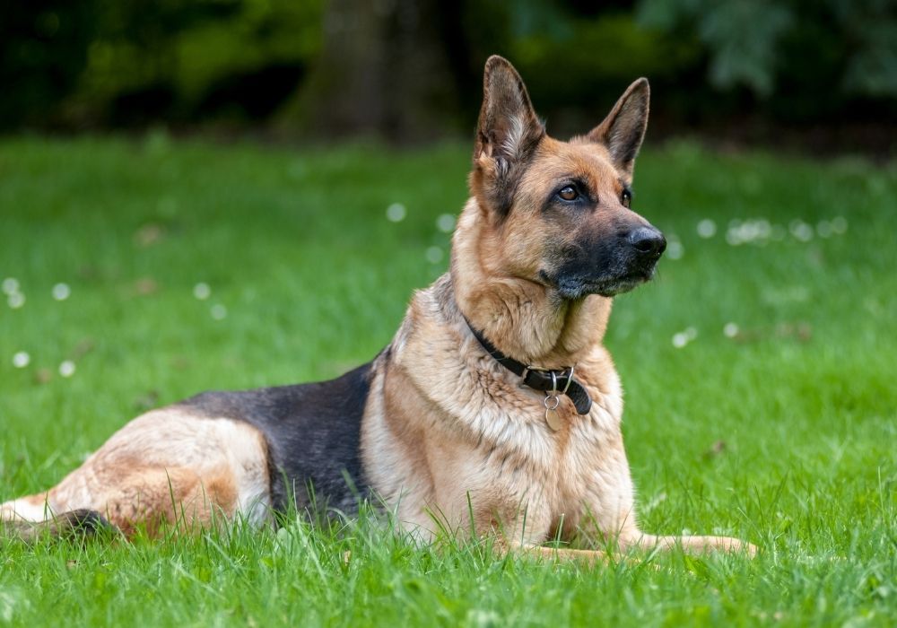 What Are The Cutest Dog Breeds? Top 6 Choices: #5 German Shepherd