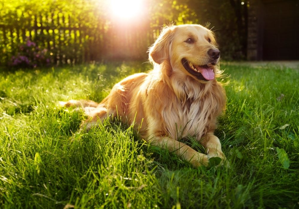 What Are The Cutest Dog Breeds? Top 6 Choices: #1 golden retriever