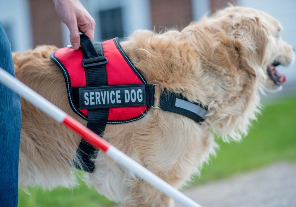 Where is My Service Dog Allowed?