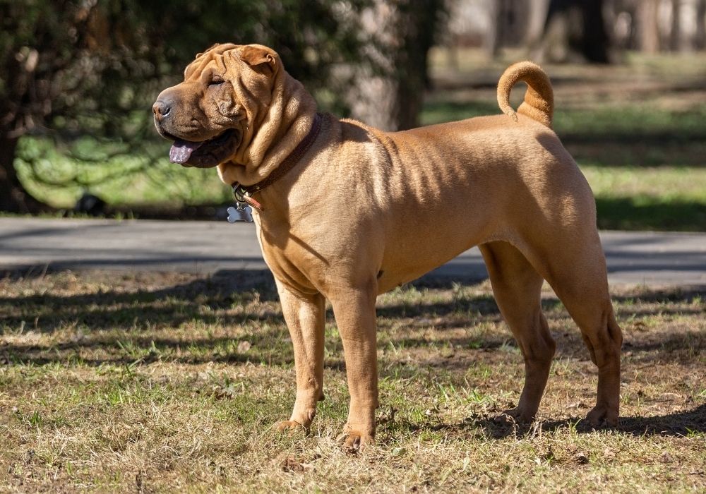 What Are The Cutest Dog Breeds? Top 6 Choices: #3 shar pei