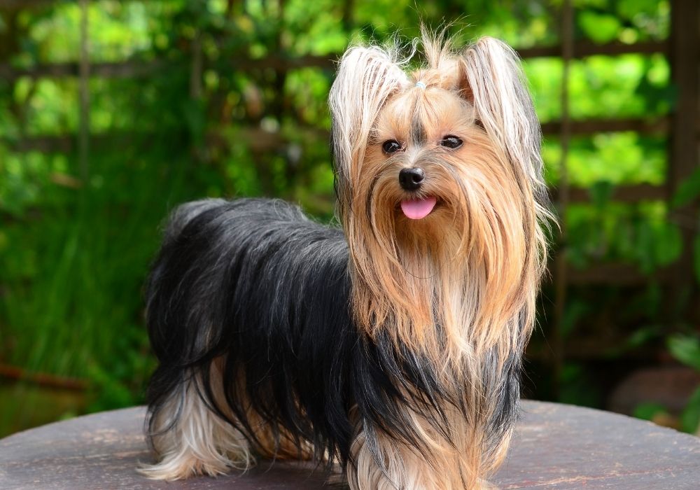 What Are The Cutest Dog Breeds? Top 6 Choices: #4 Yorkie