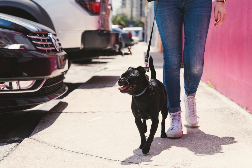 Travel Laws for Emotional Support Animals in Utah