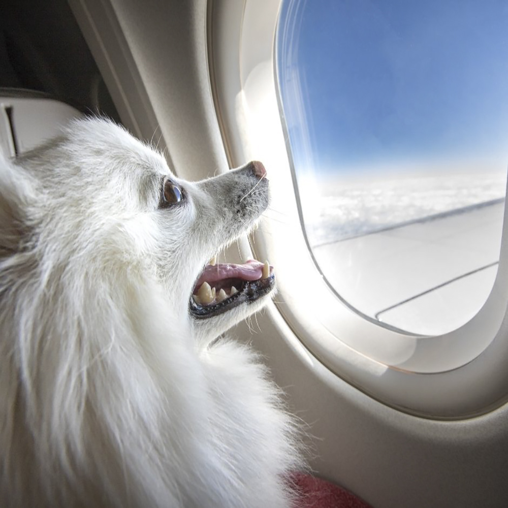 Flying with Service Animals