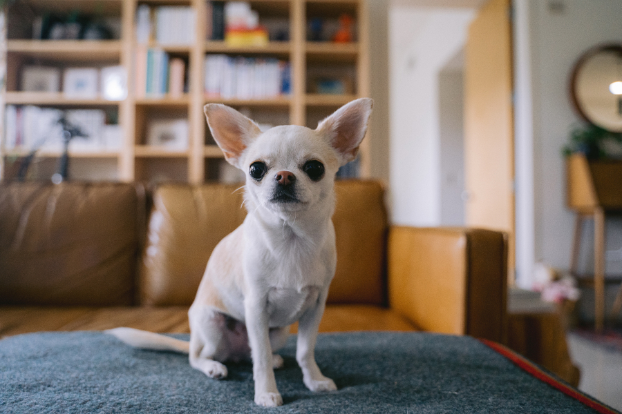 Small dog in apartment