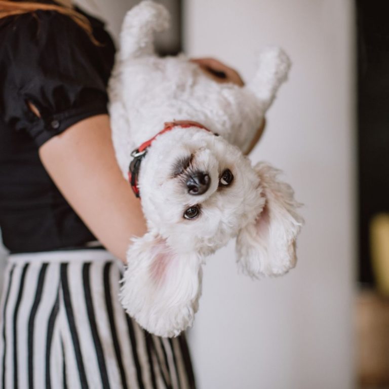 Best Small Dog Breeds for Apartment Living