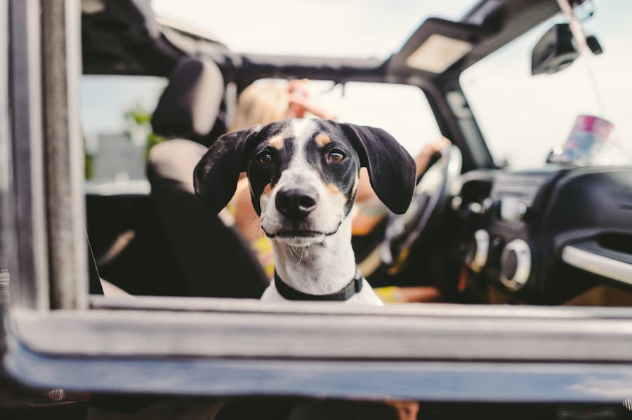 Travel Laws for Emotional Support Animals in Maryland