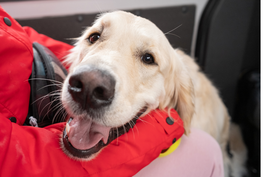 Flying with service animals