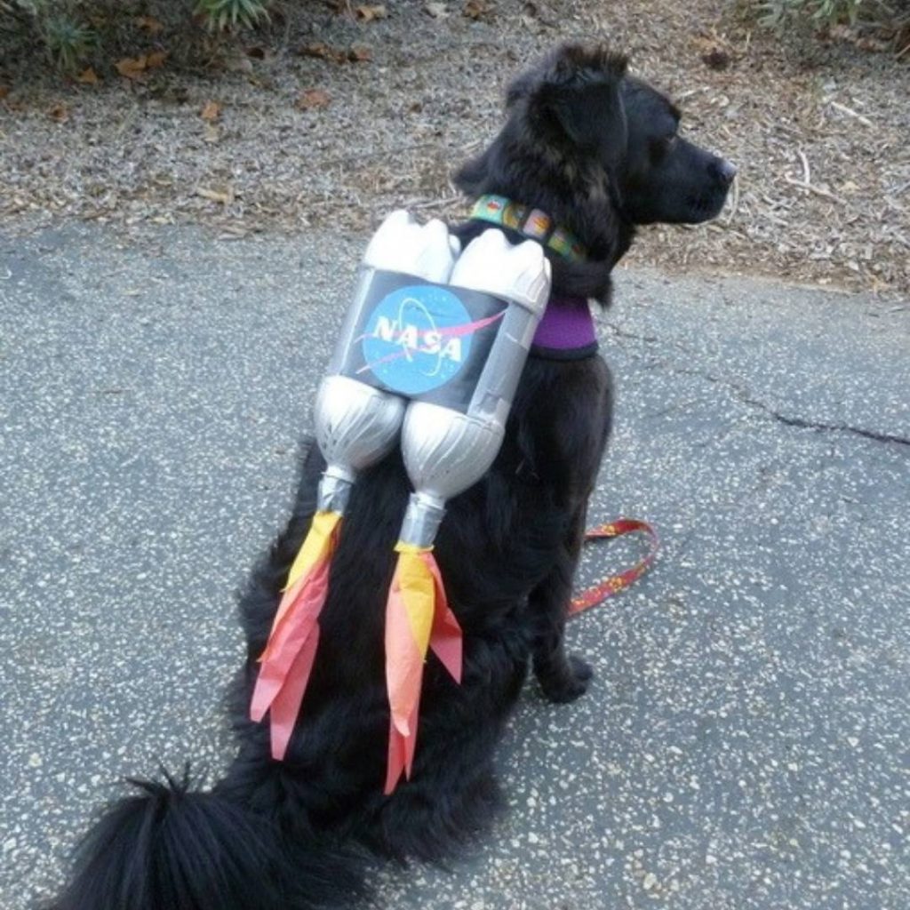 12 Easy DIY Dog Halloween Costumes