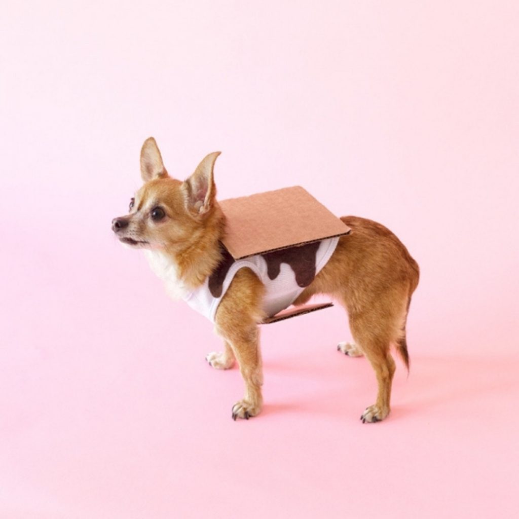 12 Easy DIY Dog Halloween Costumes