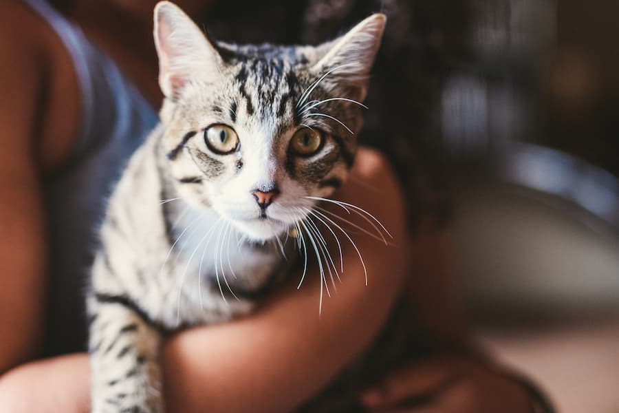 Travel Laws for Pennsylvania Emotional Support Animals