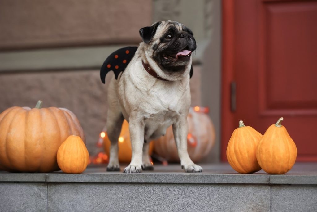 7 Tips to Keep Your Pet Safe on Halloween