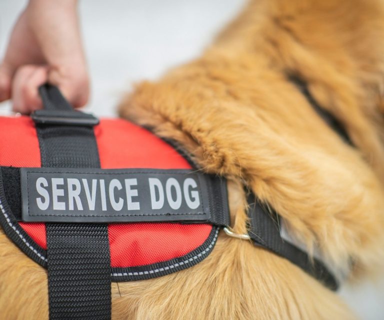 Emotional Support Animal Vest | American Service Pets