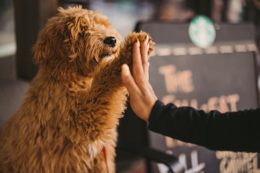 Workplace Laws for Emotional Support Animals in Idaho