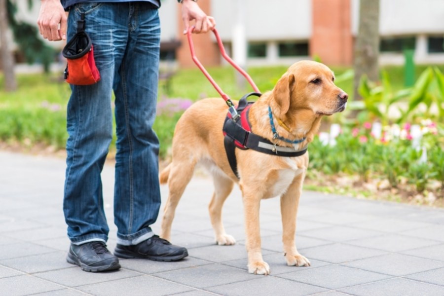 How to Behave Around Service Dogs in Public
