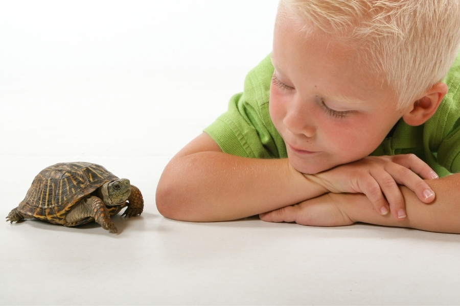Top 10 Best Pets For Kids