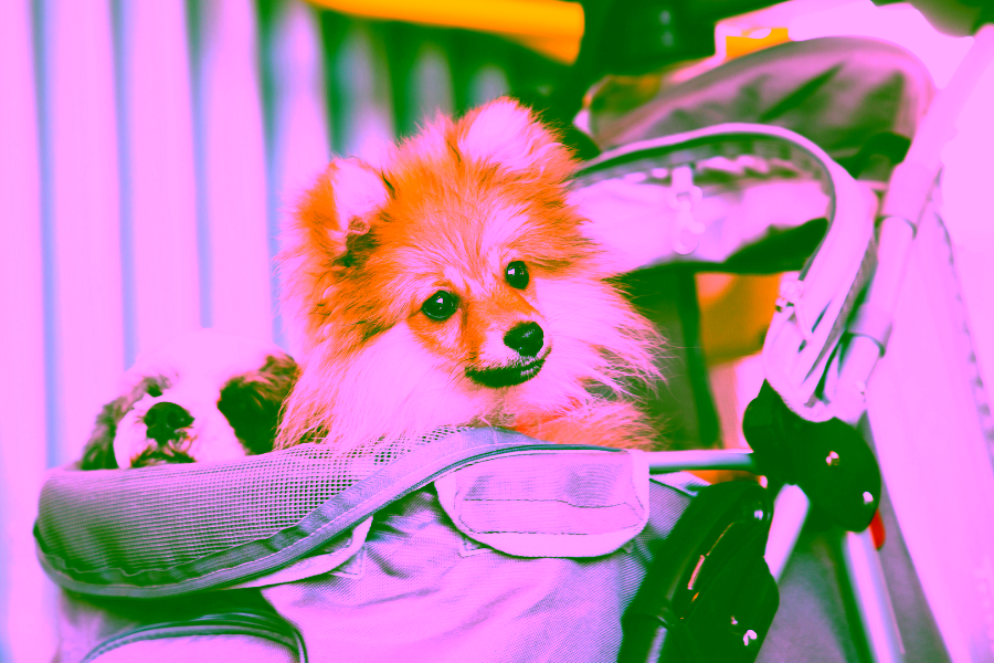 How to Spot a Fake Service Dog