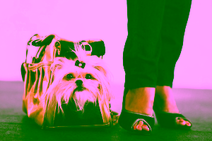 How to Spot a Fake Service Dog