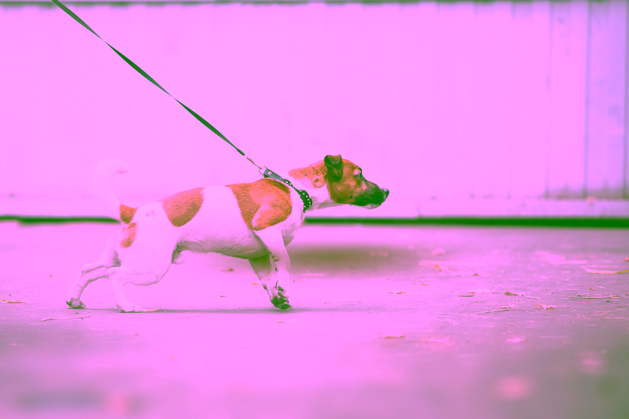 How to Spot a Fake Service Dog