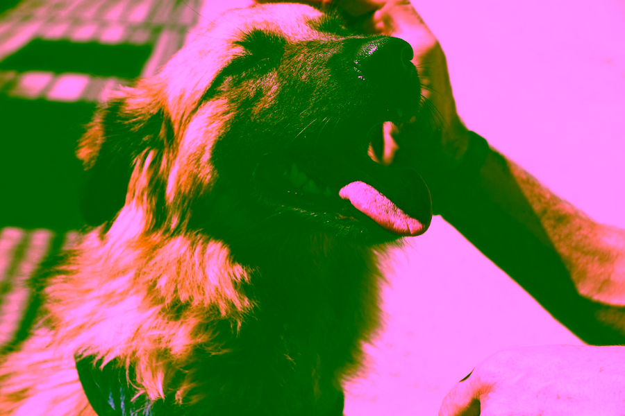 Can You Train Your Own Service Dog?