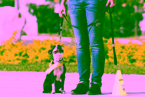 Can You Train Your Own Service Dog?