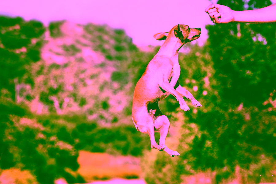 Can You Train Your Own Service Dog?