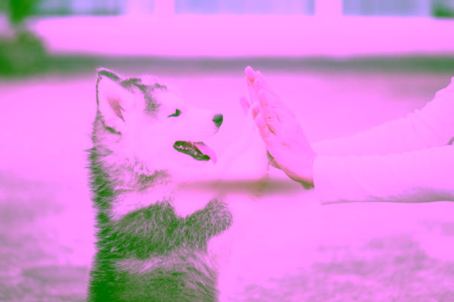 Can You Train Your Own Service Dog?