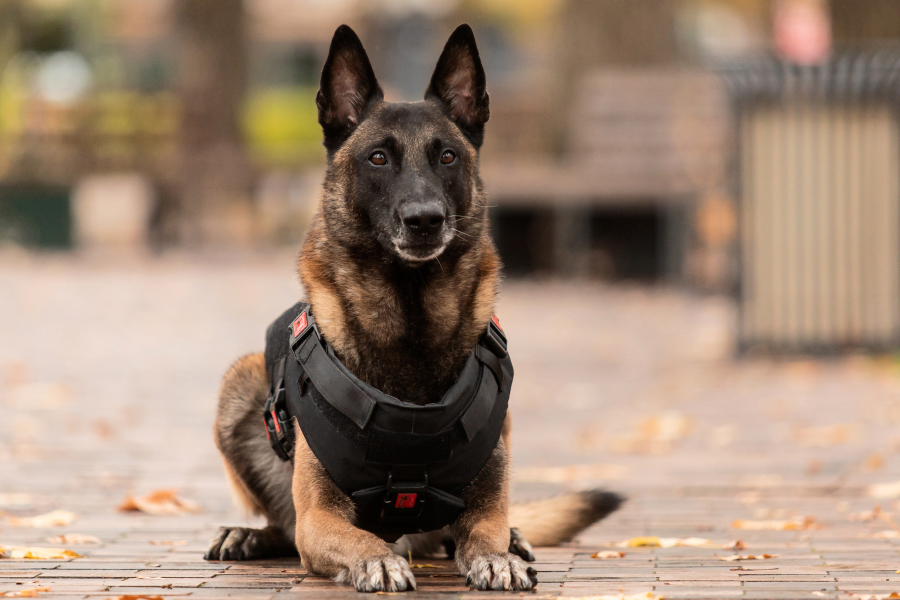 Service Dog