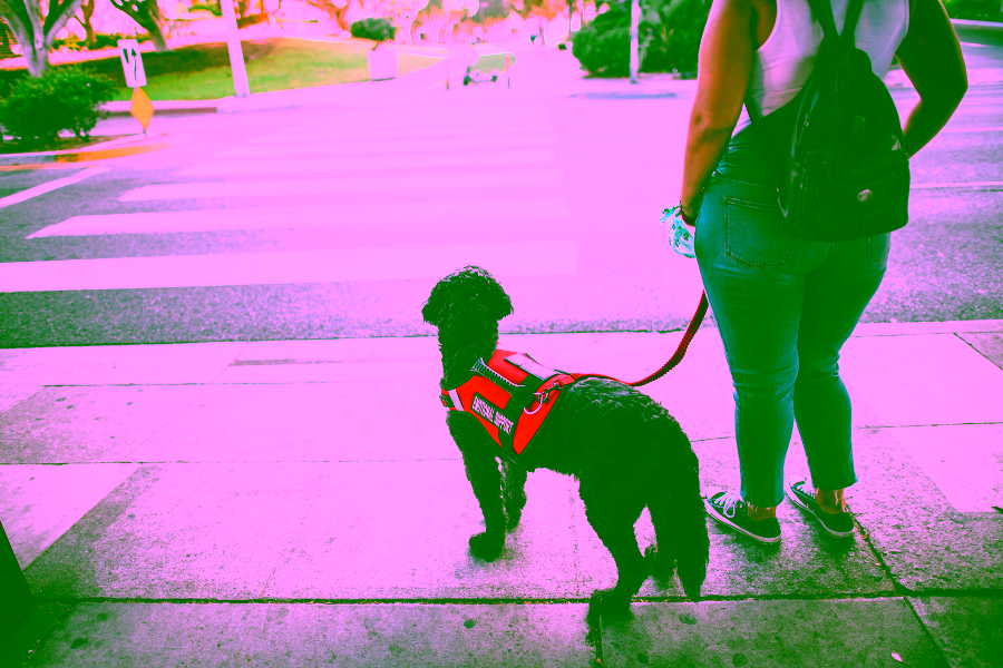 What to Expect from a Service Dog in Training