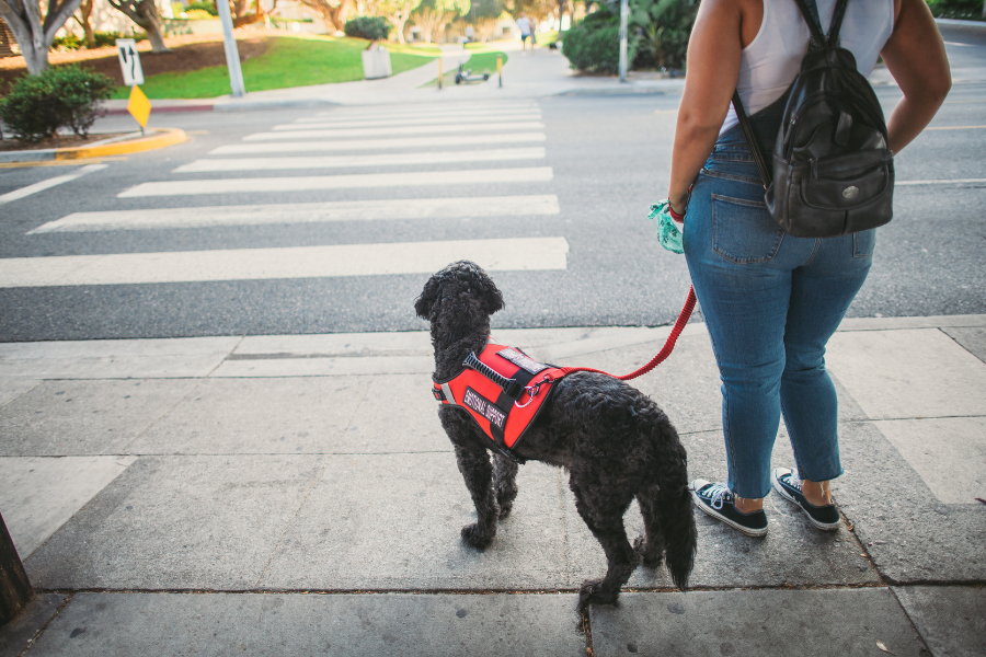 What to Expect from a Service Dog in Training