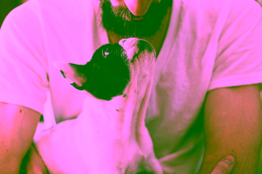 Do Dogs Dream?