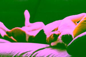 Do Dogs Dream?