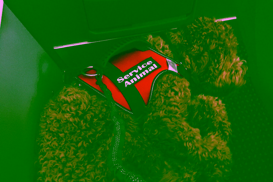 What to Expect from a Service Dog in Training