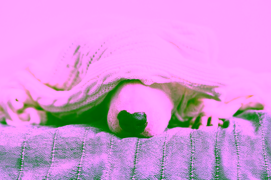Do Dogs Dream?