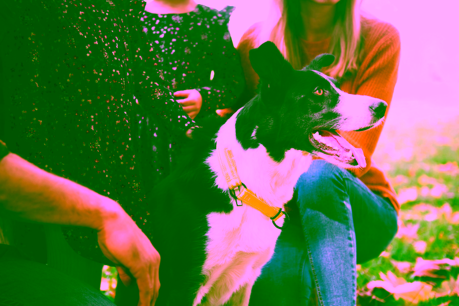 What to Expect from a Service Dog in Training