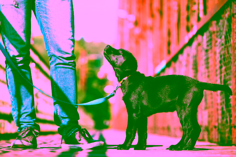 What to Expect from a Service Dog in Training