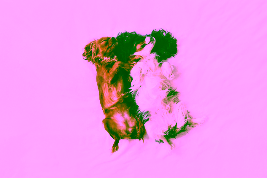 Do Dogs Dream?