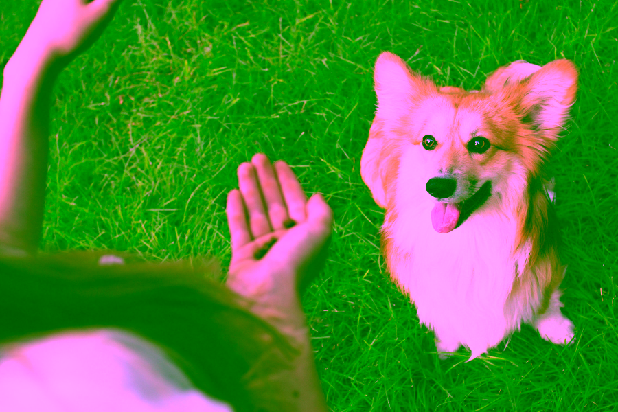 What to Expect from a Service Dog in Training