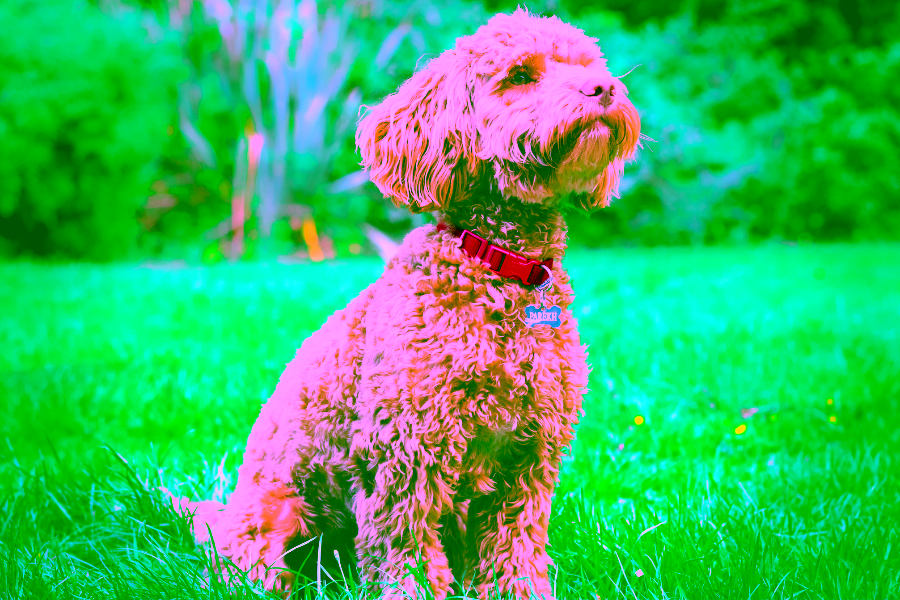 What to Expect from a Service Dog in Training