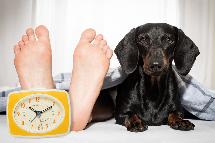 Does Time Change Affect Dogs?