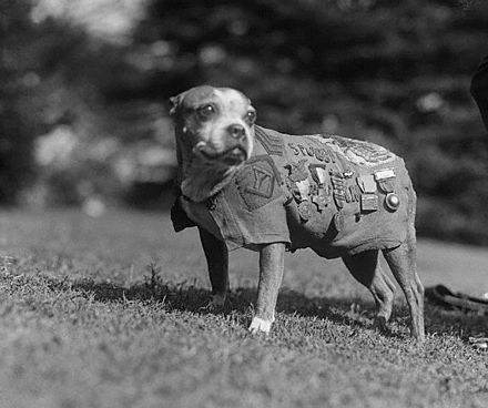Sergeant Stubby the Boston Terrier Mix