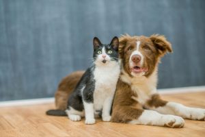 What Does Mange Mean for Your Pets?