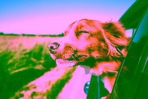 Summer Travel Tips for Pet Owners
