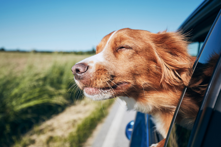 Summer Travel Tips for Pet Owners