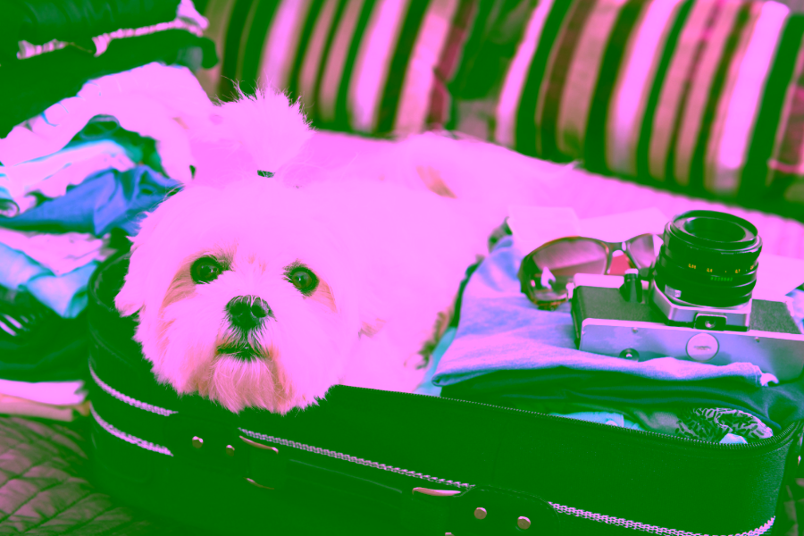 Summer Travel Tips for Pet Owners