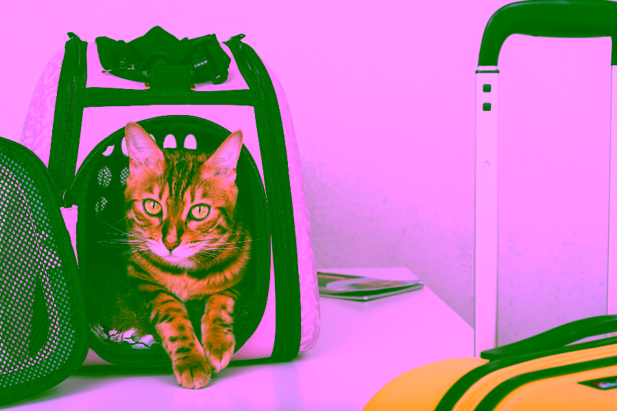 Summer Travel Tips for Pet Owners