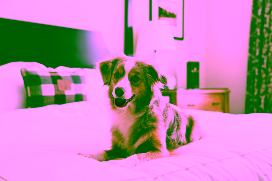 Summer Travel Tips for Pet Owners