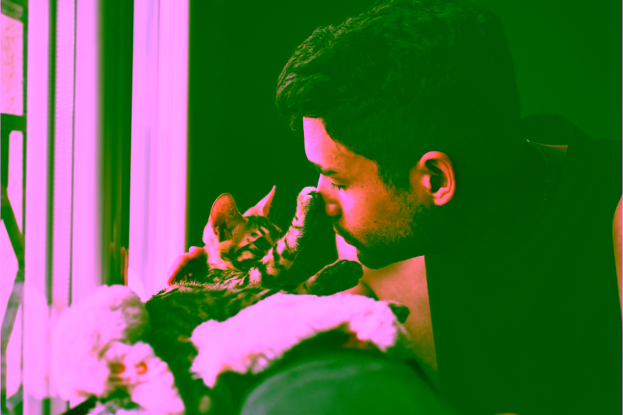What Are the Best Cat Breeds for Emotional Support? Choosing a Feline Friend 4 What Are the Best Cat Breeds for Emotional Support Cover