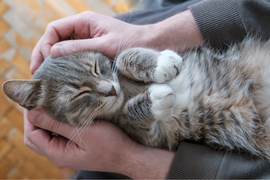 Best cat breeds for emotional support